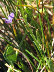 Psoralea laxa