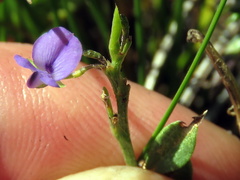 Psoralea laxa