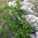 Alpine Buckthorn - Photo (c) Stefano Doglio, some rights reserved (CC BY-NC), uploaded by Stefano Doglio