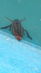 Lethocerus patruelis