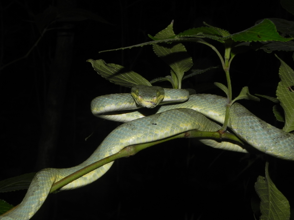 Pit Vipers
