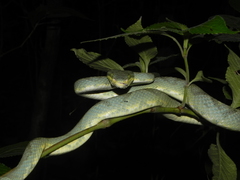 Craspedocephalus gramineus