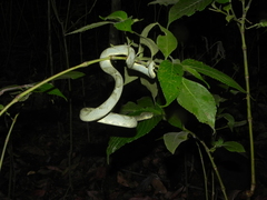 Craspedocephalus gramineus