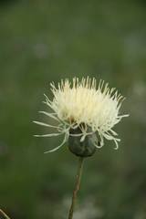 Rhaponticoides taliewii