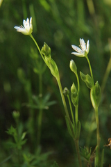Stellaria crassifolia