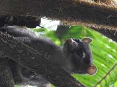 Bassariscus sumichrasti