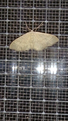 Idaea straminata