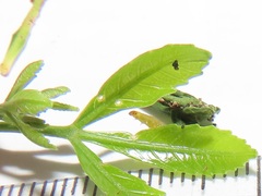 Allophylus natalensis