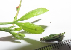 Allophylus natalensis