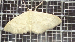 Idaea straminata
