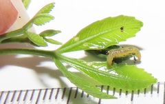 Allophylus natalensis