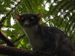 Bassariscus sumichrasti