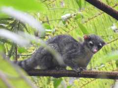 Bassariscus sumichrasti