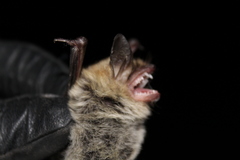 Myotis thysanodes