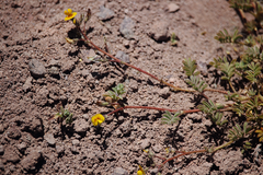 Adesmia montana
