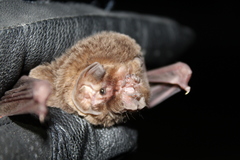 Mormoops megalophylla