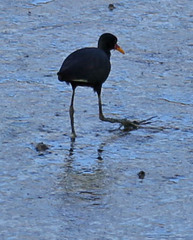 Jacana jacana hypomelaena