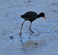Jacana jacana hypomelaena