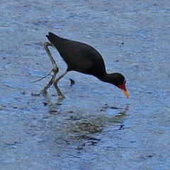 Jacana jacana hypomelaena