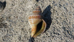 Austrofusus glans