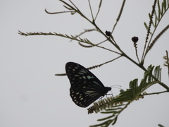 Tirumala septentrionis dravidarum