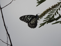 Tirumala septentrionis dravidarum