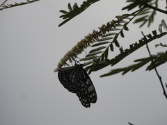 Tirumala septentrionis dravidarum