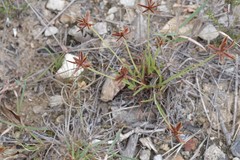 Cyperus rubicundus