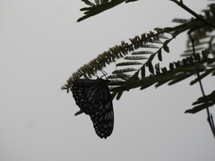 Tirumala septentrionis dravidarum