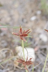 Cyperus rubicundus