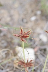 Cyperus rubicundus