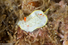 Diaphorodoris