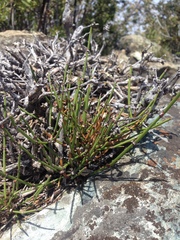 Ephedra chilensis