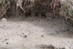 Paraleptuca chlorophthalmus