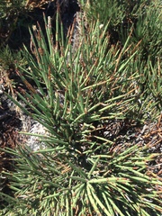 Ephedra chilensis