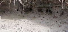 Paraleptuca chlorophthalmus