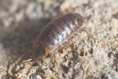 Chaetophiloscia cellaria