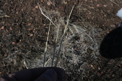 Pseudoroegneria spicata spicata