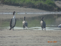 Leucocarbo bougainvillii