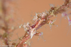 Kabeiro rubroreticulata