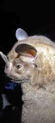 Chiroderma villosum