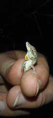 Anolis ustus