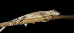 Anolis ustus