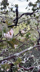 Arctostaphylos pallida