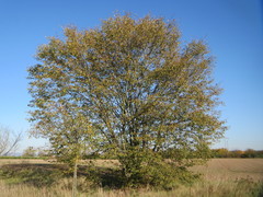 Carpinus betulus