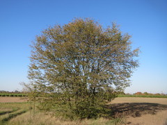 Carpinus betulus