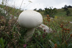 Agaricus crocodilinus