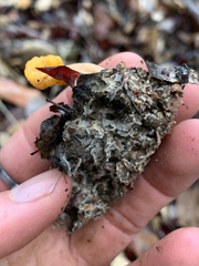 Cudonia spathulata