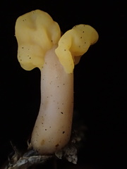Cudonia spathulata