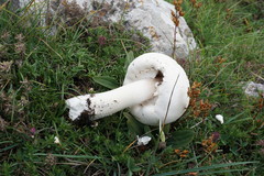 Agaricus crocodilinus